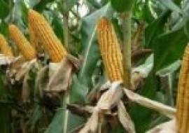 VC果园：今日玉米价格多少钱一斤？2020年10月玉米价格行情预测