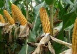 VC果园：今日玉米价格多少钱一斤？2021年3月12日玉米价格最新行情