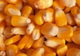 VC果园：4月玉米价格多少钱一斤？(附后期行情走势分析)